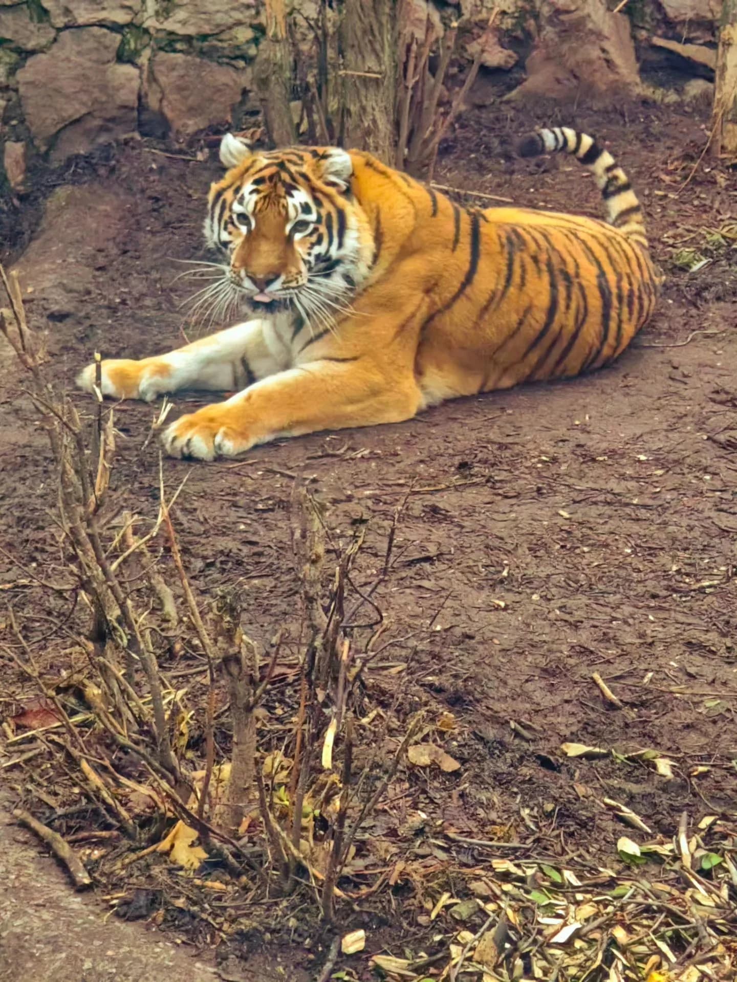 Черкаський зоопарк запрошує на показові годівлі тваринки місяця тигриці Тріші
