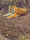 Черкаський зоопарк запрошує на показові годівлі тваринки місяця тигриці Тріші